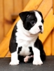 Boston terrier stenci