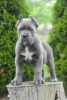 Cane Corso, štenci vrhunskog kvaliteta