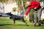 Doberman, muško štene