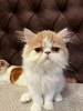 Egzotični kratkodlaki mačići (Exotic Shorthair)