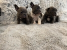 Francuski buldog štenci egzotične plave boje