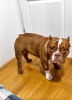 Muzjak -American Bully Exotic Merle