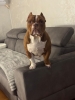 Muzjak -American Bully Exotic Merle