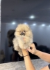 Pomeranac
