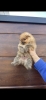 Pomeranac