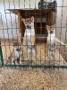 Shiba inu štenci od vrhunskih roditelja