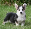 Velski korgi/Welsh Corgi Pembroke