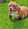 American Bully pocket i egzotic  i lilac