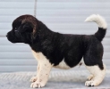 Američka Akita, štenci