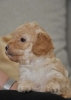 Aprikot Pudla prelepi štenci