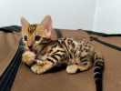 Bengalske macke, bengalsko mace