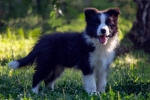 Border Collie - Border koli štenad