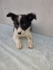 Border Collie štenci