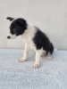 Border Collie štenci