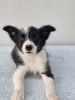 Border Collie štenci