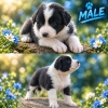 Border collie štenci