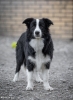 Border Collie štenci