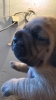 Bordoska Doga (Dogue de Bordeaux) prelepi stenci