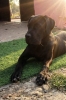 Cane Corso mlad pas