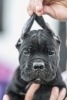 Cane Corso prelepi štenci