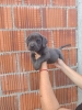 Cane Corso štenci šampionskog porekla!
