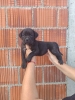 Cane Corso štenci šampionskog porekla!