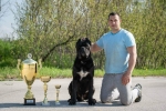 Cane Corso VRHUNSKI štenci