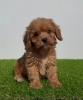 Cavapoo-Kavapu (cavalier king charles spaniel + pudla)