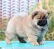 Chow Chow Cau Cau Čau Čau