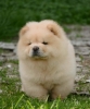 Chow Chow Cau Cau Čau Čau