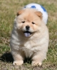 Chow Chow Cau Cau Čau Čau