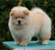 Chow Chow Cau Cau Čau Čau