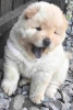Chow chow prelepi krem stenci