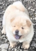 Chow chow prelepi krem stenci