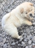 Chow chow prelepi krem stenci