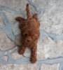 Crvena toy pudlica, žensko štene – staro 2,5 meseci