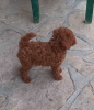 Crvena toy pudlica, žensko štene – staro 2,5 meseci