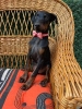 Doberman stenci
