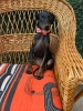 Doberman stenci