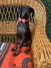 Doberman stenci