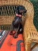 Doberman stenci