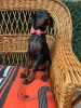 Doberman stenci