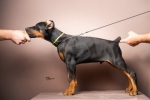 Doberman stenci