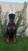 Doberman ženka