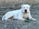 Dogo Argentino,mužijak slobodan za parenje