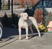 Dogo Argentino,mužijak slobodan za parenje