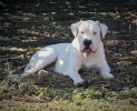 Dogo Argentino,mužijak slobodan za parenje