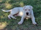 Dogo Argentino,mužijak slobodan za parenje