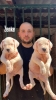 Dogo Argentino štenci