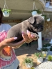 Francuski buldog štenci egzoticnih boja